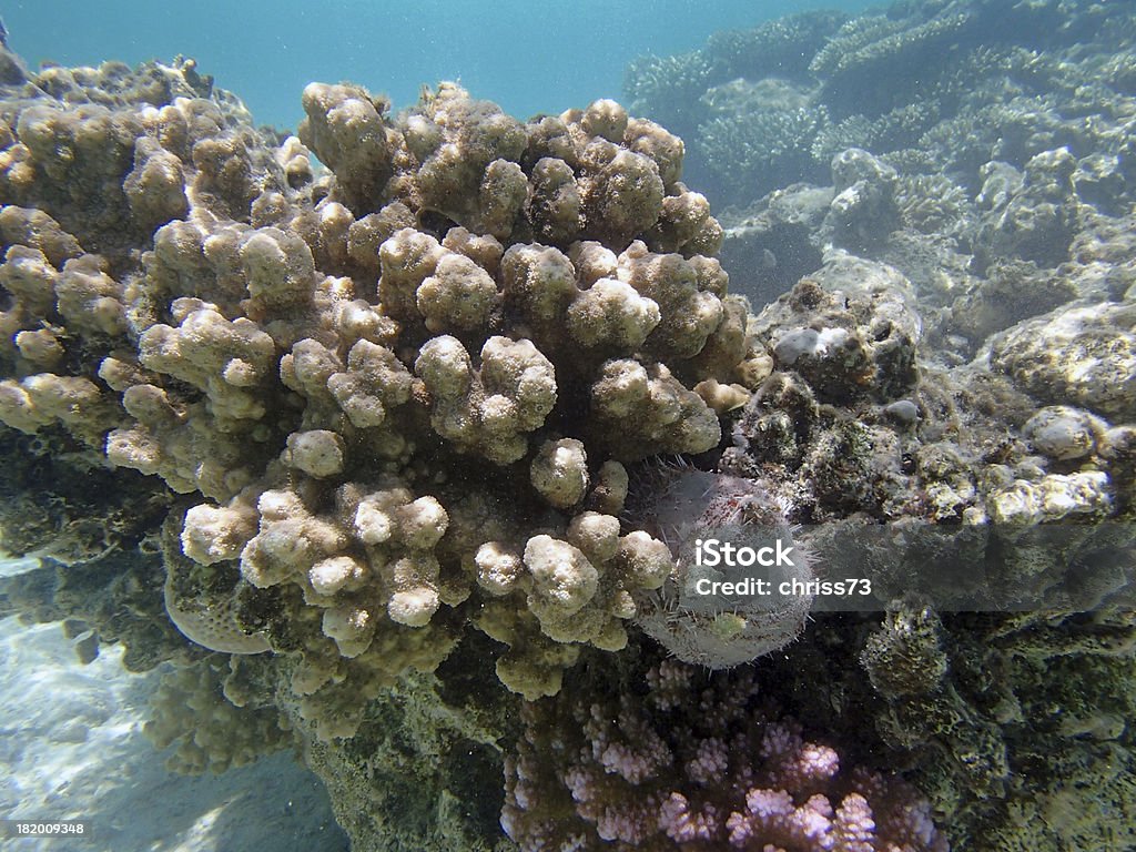 Plongée libre dans la mer Rouge - Photo de Animal vertébré libre de droits