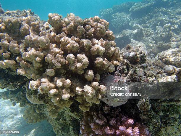 Подводное Плавание С Дыхательной Трубкой В Красном Море — стоковые фотографии и другие картинки Без людей