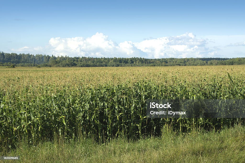 Edge of 옥수수 필드에는 summer sky 및 임산 - 로열티 프리 구름 스톡 사진