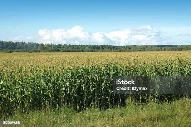 Foto de Borda Do Campo De Milho No Verão Céu E Floresta e mais fotos de stock de Azul - Azul, Meio-Dia, Nuvem