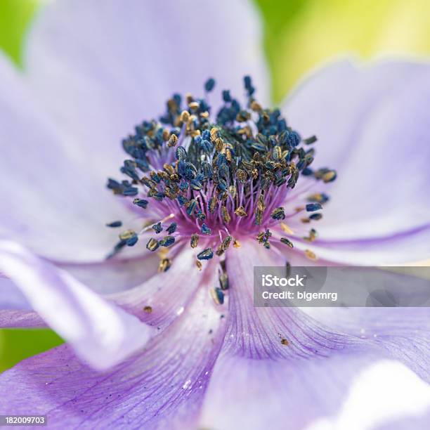 Auf Dem Anemone Stockfoto und mehr Bilder von Blume - Blume, Blüte, Blütenblatt