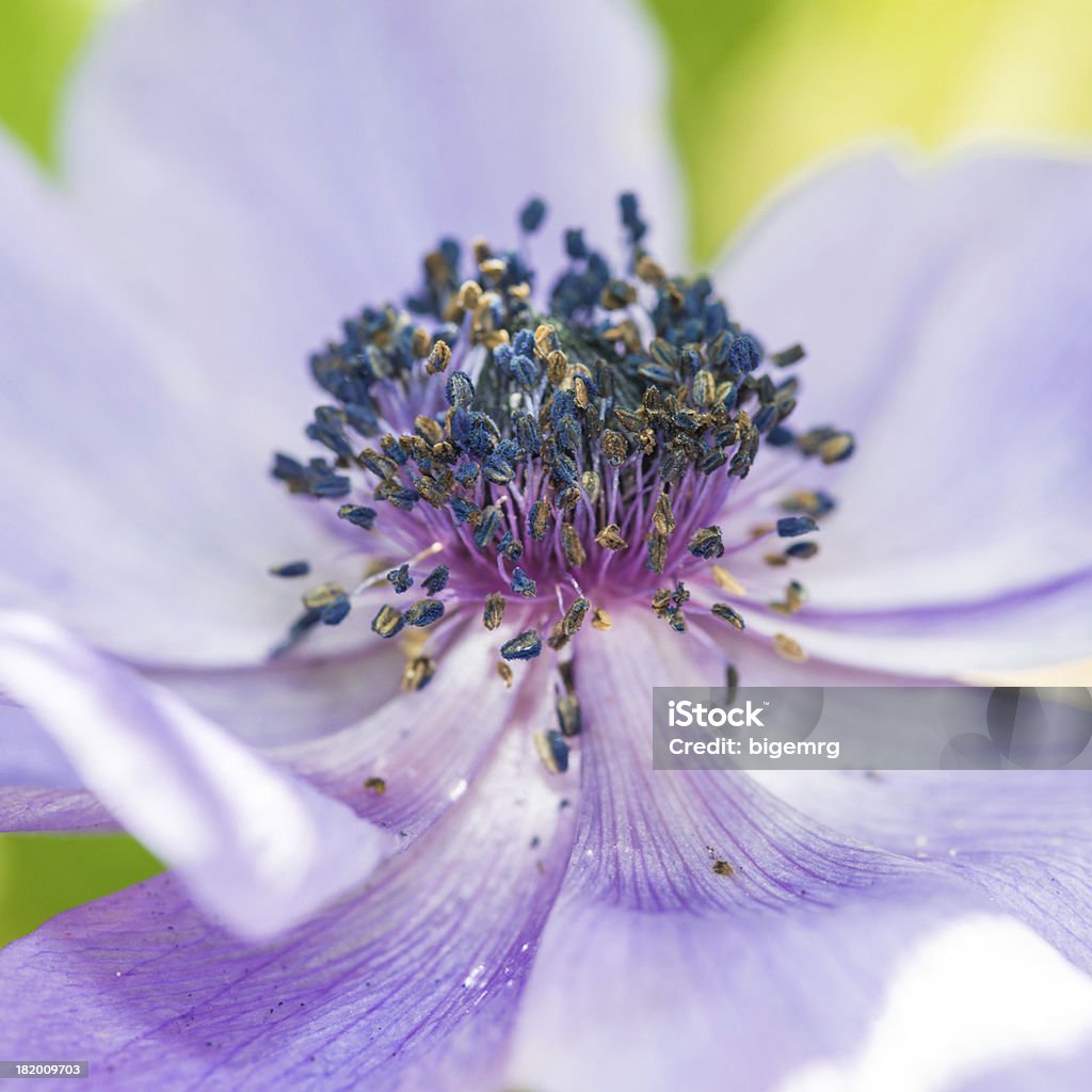 In porcellana - Foto stock royalty-free di Anemone