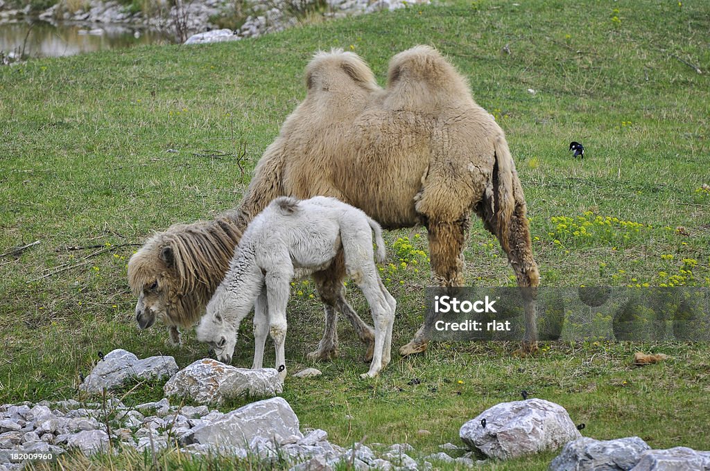 Vecchio e giovane in zoo cammello - Foto stock royalty-free di Animale