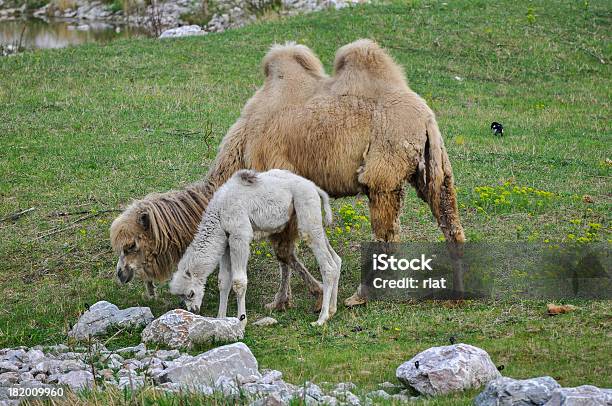 Vecchio E Giovane In Zoo Cammello - Fotografie stock e altre immagini di Animale - Animale, Animale domestico, Animale selvatico