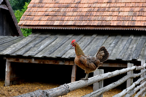 A close up on a colorful chicken or hen with well maintained feathers grazing, looking for food, standing on a wooden fence and relaxing next to a wooden pen, hut, or barn spotted on a summer day