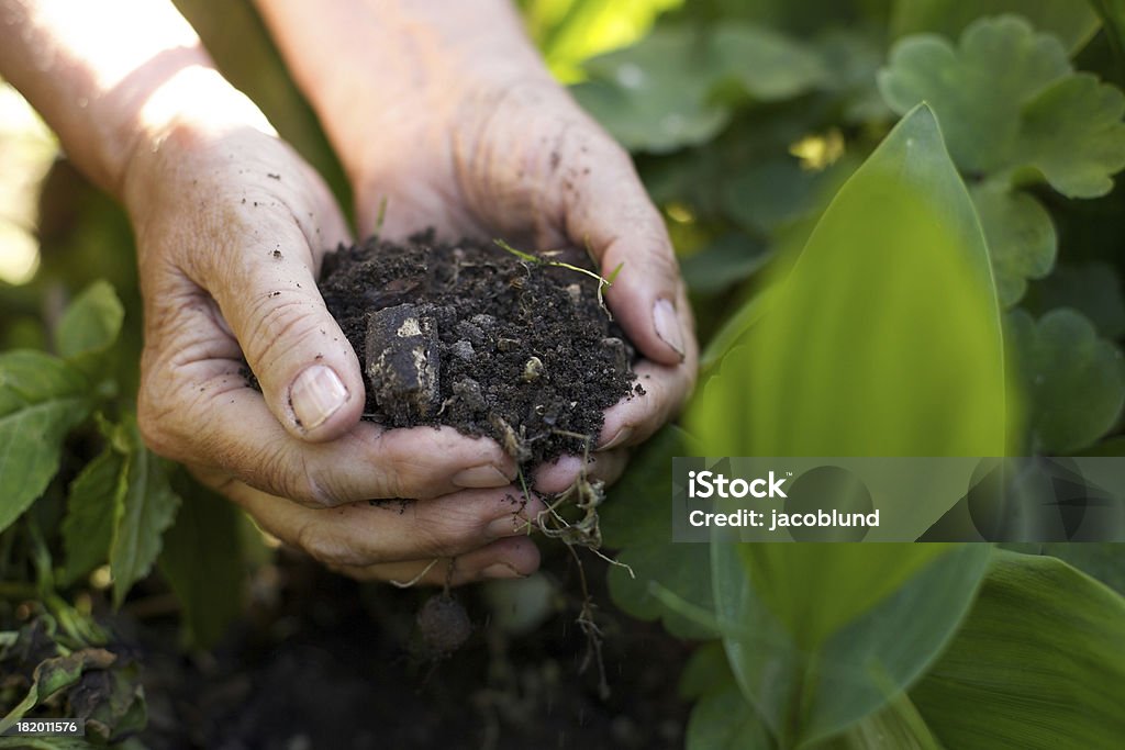 Old woman with handful of soil in garden Closeup image of old woman with handful of soil in garden Compost Stock Photo