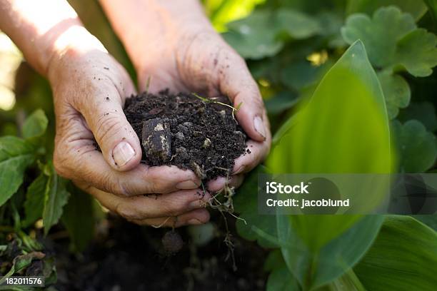 Old Woman With Handful Of Soil In Garden Stock Photo - Download Image Now - Compost, Vegetable Garden, Fertilizer