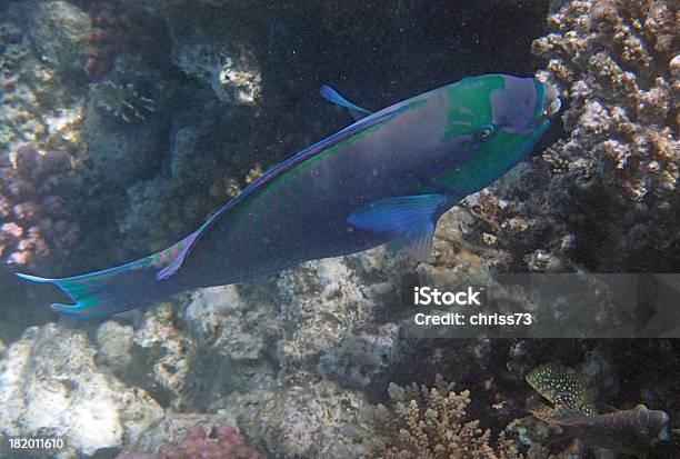 Foto de Mergulho Livre No Mar Vermelho e mais fotos de stock de Animal - Animal, Animal selvagem, Azul