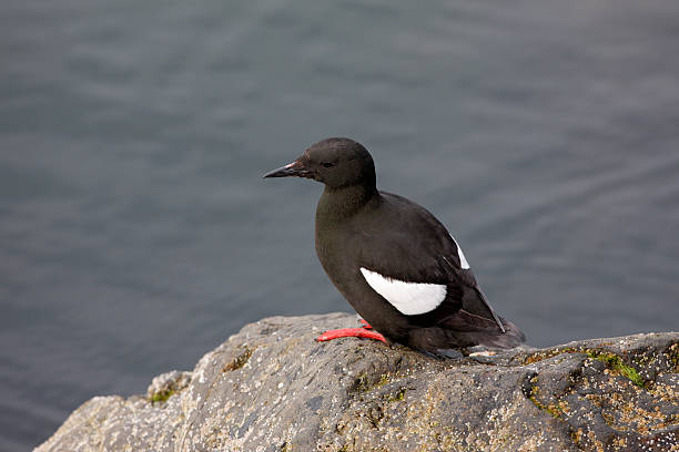 istock Black guillemot, Cepphus grylle 182011768