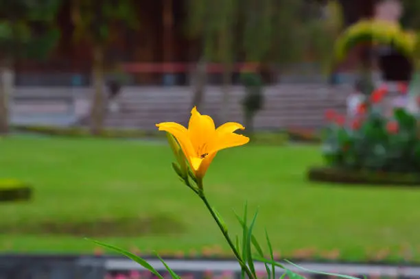 A Single Yellow Flower Blooming In The Middle Of The Garden, Visited By Insects, With A Blurred Background