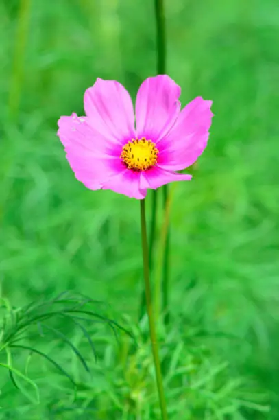 Close-up High Angle Portrait View Of Pink Blooming Garden Cosmos Flower Amid Their Fresh Green Leaves