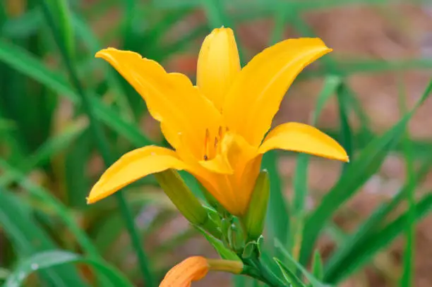 Close-up High Angle View Of Fresh Yellow Blooming Flowers Of The Hemerocallis Lilioasphodelus Plant In The Garden