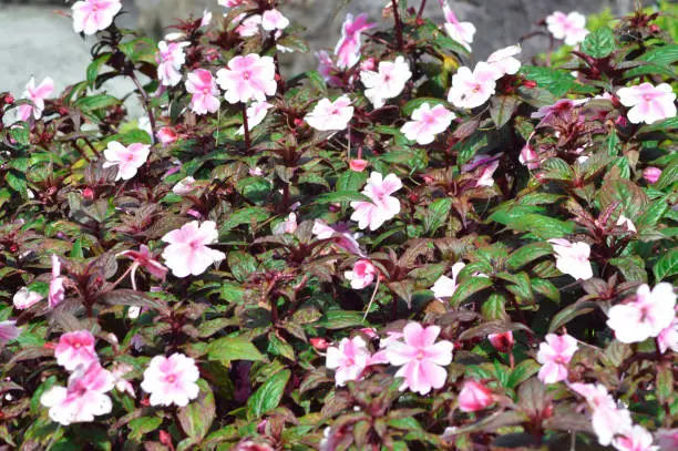 Close-up High angle View Of White To Light Pink Blooming Flowers Amid Their Leaves Of Impatiens Hawkeri Plants In The Garden