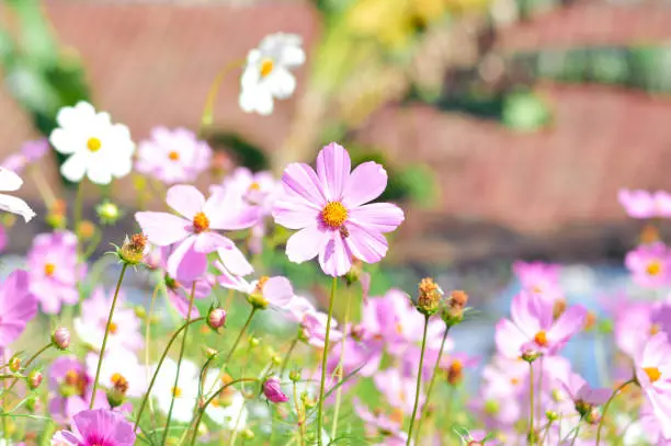 Beauty Of Cosmos Bipinnatus Flower Garden With Predominantly Blooming Pink And White Flowers Bathed In The Warmth Of The Morning Sunlight
