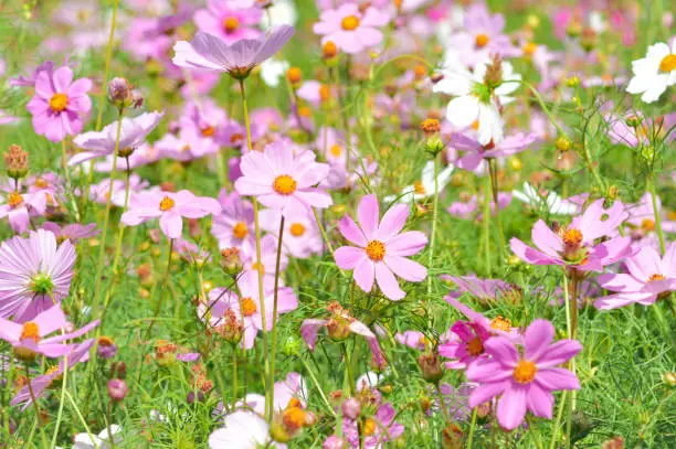 Beautiful Morning Sunny Day In The Garden With Cosmos Plants Featuring Pink And White Flowers Blooming Above Their Leaves