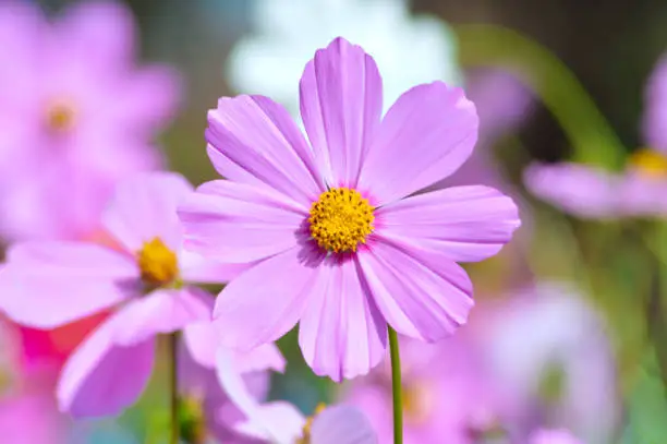 Close-up Macro View Of The Beautiful Pink Cosmos Bipinnatus Flower Blooming With Eight Petals And Yellow Pollen In The Center In The Morning Sunlight