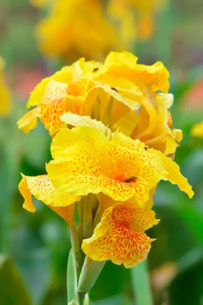 Close-up Portrait View Of Beautiful Yellow Orchid Canna Flowers In Full Bloom, Fresh And Visited By A Bee