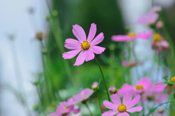 Close-up Low-angle View Selected Focus Of Beautiful Fresh Pink Mexican Aster Flowers Blooming And Reaching Upward On Their Stems