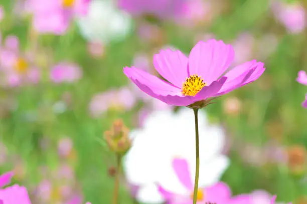 Close-up Selected Focus Side View Of Pink Blooming Cosmos Bipinnatus Flower In The Sunny Morning