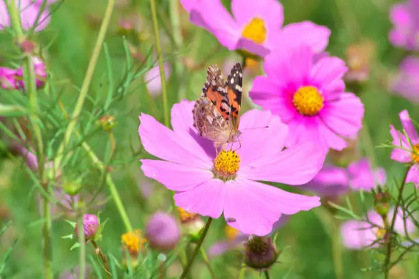 Close-up View Of A Butterfly Perched On The Pollen Of Blooming Pink Cosmos Bipinnatus Flower In The Sunny Morning
