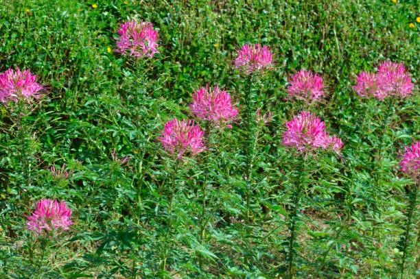 High Angle View Of Group Of Blooming Pink Spider Flowers Growing Fresh Among Grass And Other Plants