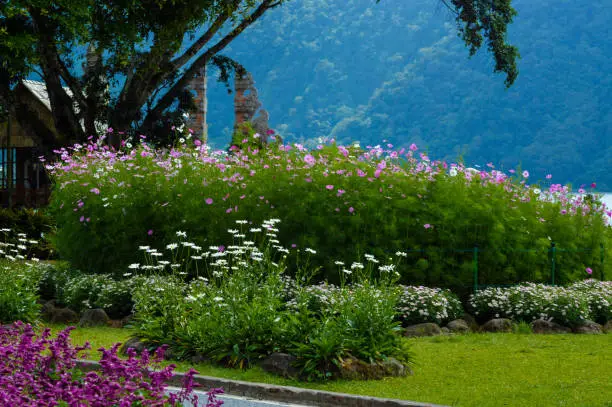 Natural Beauty Of Mountain Garden Landscape With Group Of Garden Cosmos Flowers Among Other Groups Of Flowers At Bedugul, Bali