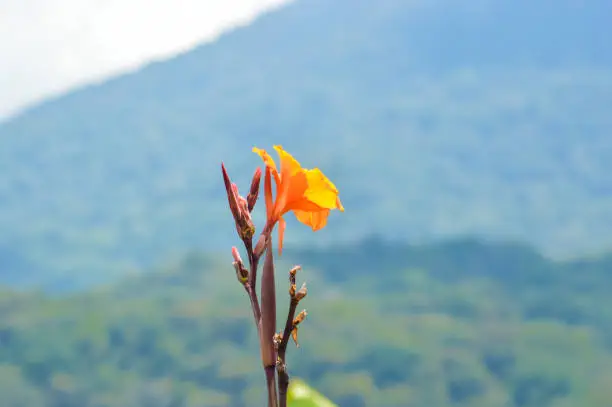 Natural Beauty Selected Focus On Blooming Yellow Flower Of Canna Indica Plant Against Blurred Mountain Background