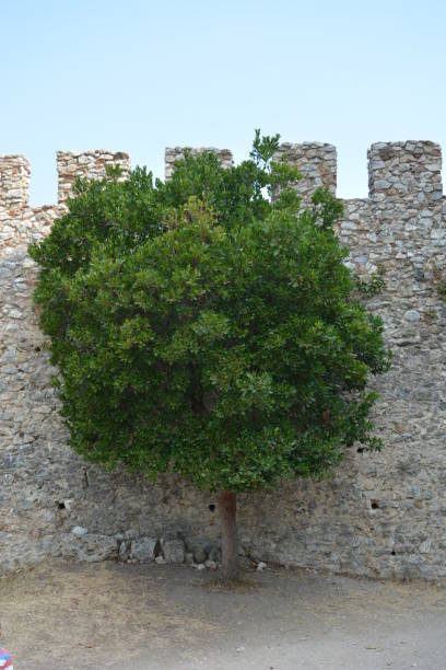 albero solitario verde di fronte al vecchio muro - olive green brick stone wall vertical foto e immagini stock