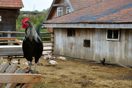A close up on a colorful chicken or hen with well maintained feathers grazing, looking for food, standing on a wooden fence and relaxing next to a wooden pen, hut, or barn spotted on a summer day