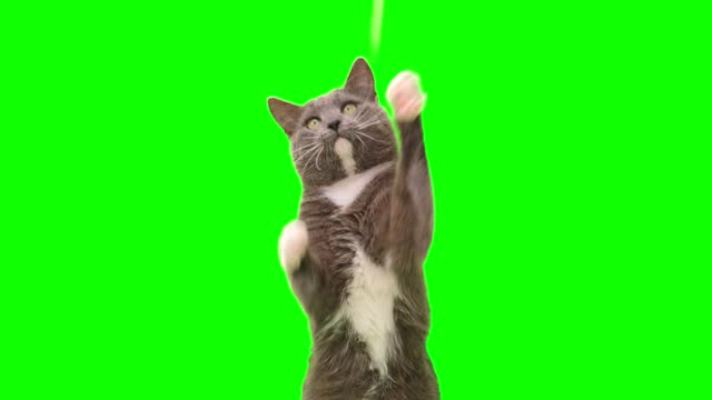 Cat on a green screen chromakey. Gray cat isolated on a greenscreen. Feline is Sitting, Looking Up, Playing and Catching. Cat licks its muzzle. Kitten video. Keying. Advertising of goods for pets 4K