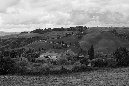 Cultural landscape in Tuscany with a curved cypress path