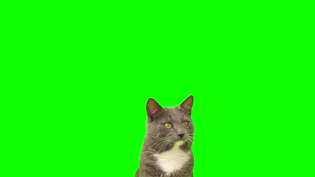 Cat on a green screen chromakey. Gray cat isolated on a greenscreen. Feline is Sitting, Looking Up, Playing and Catching. Cat licks its muzzle. Kitten video. Keying. Advertising of goods for pets 4K