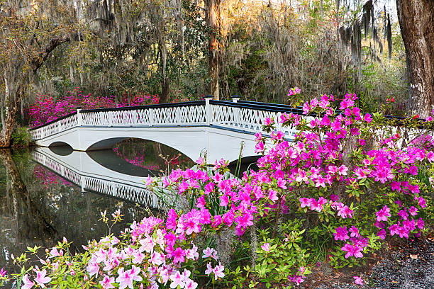 azalea puente - magnolia southern usa white flower fotografías e imágenes de stock