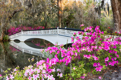 White bridge with azaleas at the Magnolia Plantation in Charleston, SC.