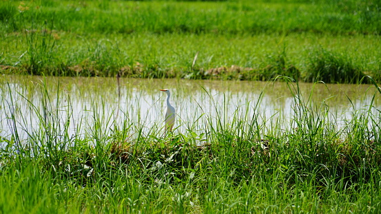 Crane bird feeding in the rice farm