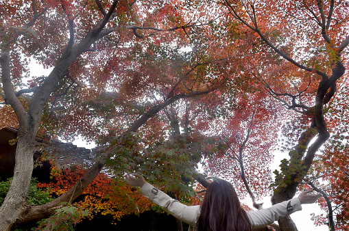 Woman Watching Autumn Colored Maple Trees
