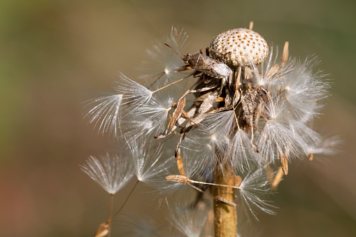 brown stink bug perched on a dried dandelion. horizontal macrophotography in pastel tones. Copy Space.
