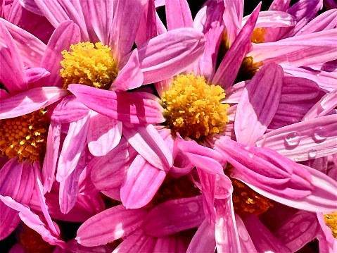 Close up pink purple chrysanthemum petals with drops isolated