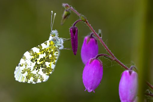 A Green Hairstreak Butterfly resting on Hawthorn bush leaf