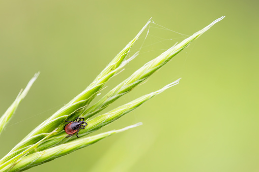 small common tick on a green grass with green background. Horizontal macro nature photograph. lyme disease carrier. Copy Space