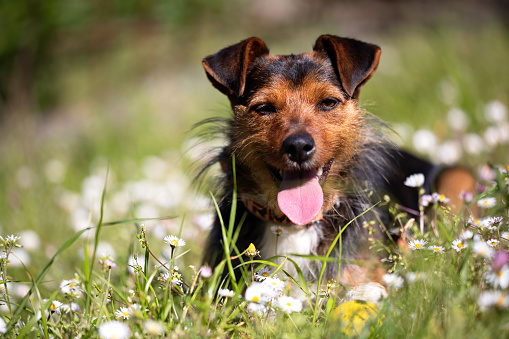 black and brown bodeguero dog with long hair, smiling and with tongue out in horizontal portrait lying in a field of flowers. Sunny day. Copy Space