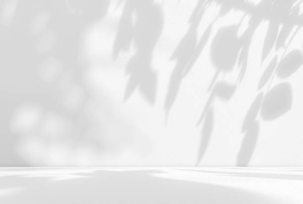 istock Empty white gray room studio background with sunlight effect shadow of leaves on concrete wall and floor. 1820177067