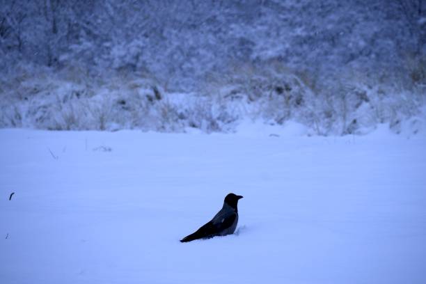 istock Crow at the Beach with Snow in Winter 1820179267