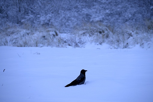 An adult crow walking at the beach of Warnemunde, in Rostock Baltic sea, in winter. It was a snowing morning.
