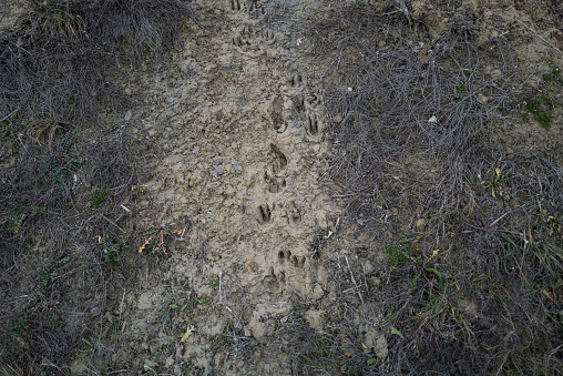 Wild boar footprints on muddy silk