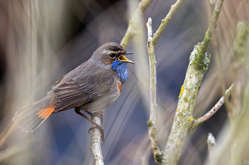 Daytime side view close-up of a single male bluethroat (Luscinia svecica) singing while perched on a stem