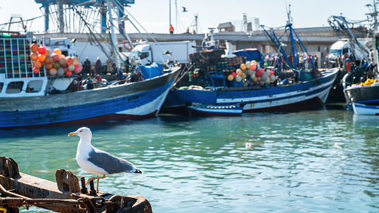 Seagull in the port of Essaouira, Morocco. The lively port is full of fishing boats, bringing in the day's catch, while seagulls circle overhead