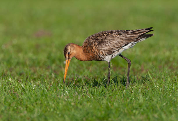 istock Black-tailed Godwit, Limosa limosa 1820199474