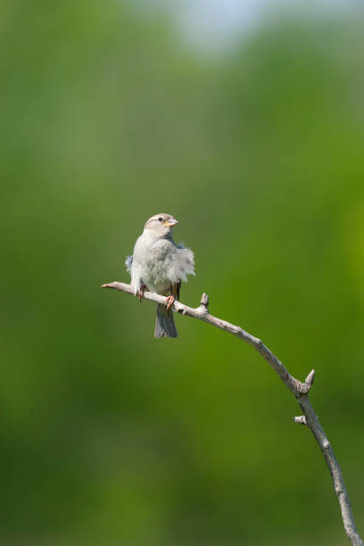 istock House Sparrow, Passer domesticus 1820207867