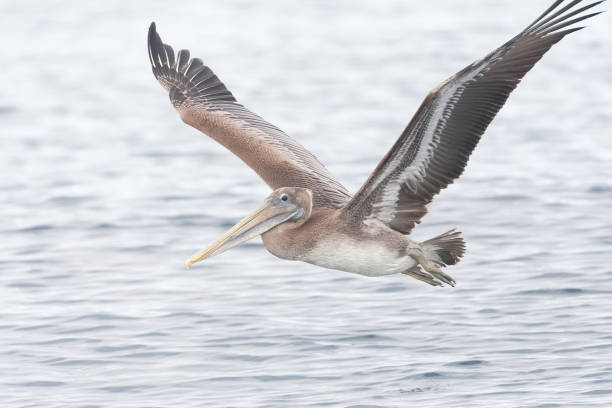 istock Brown Pelican, Pelecanus occidentalis 1820208387